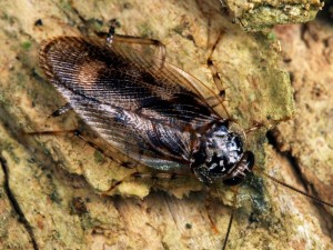 Allacta australiensis, a tree-dwelling cockroach from Queensland.