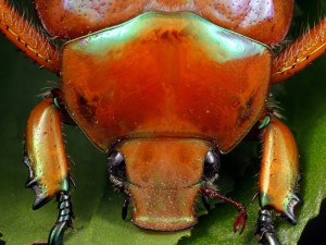 Anoplognathus sp., one of the Scarabs commonly called Christmas Beetles.