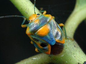 Antestiopsis sp., showing the typical bug shape.