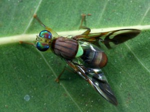 A Bactrocera sp. Fruit Fly from tropical North Queensland.