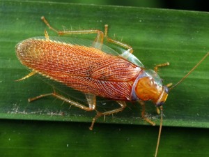 A male Balta denticauda from the family Ectobiidae.