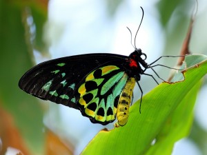 Cairns Birdwing Butterfly, Ornithoptera euphorion.