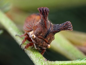 Ceraon tasmaniae, one of the more unusual horned hoppers from the family Membracidae.