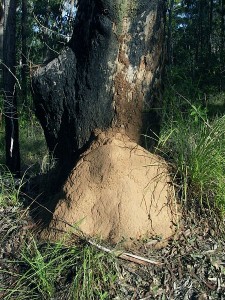 A Termite mound against the butt of a tree.