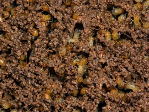 Coptotermes sp. workers busily repairing damage to their mound.