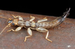 A Cranopygia sp. earwig. Not the ant it is holding in its pincers for a meal on the go.