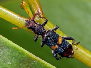 Eleale pulcher, from the family Cleridae, will feed on pollen, nectar and other insects.