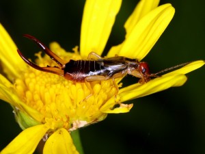 European Earwig, Forficula auricularia