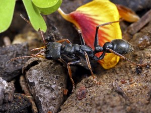 The infamous Jumping Jack - Myrmecia pilosula. Aggressive, venomous and very painful.