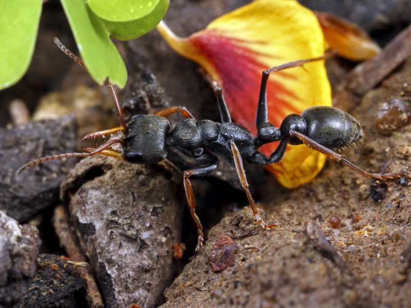 Ant Queen Bullant Myrmecia Pilosula (Tasmainian jack 