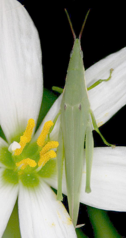 Northern Grass Pyrgimorph - Atractomorpha similis - on flower