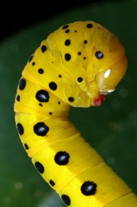 The caterpillar of the Peacock Jewel Moth, Dysphania numana.