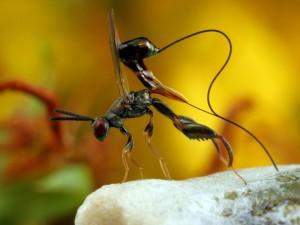 Podagrion sp. wasp laying eggs inside a  Praying Mantis ootheca (egg case).