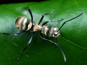 Polyrhachis (Hedomyrma) cupreata, a Spiny Ant from the subfamily Formicinae.