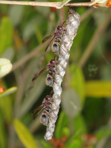 Paper Wasps Ropalidia revolutionalis