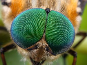 The large compound eyes of a Scaptia sp. March Fly.