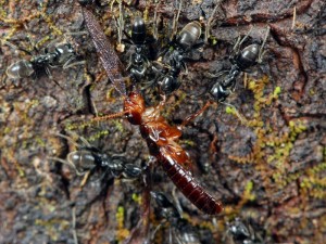 A termite falls victim to a foraging party of ants.