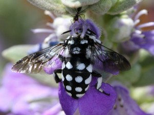 Waroonensis Cuckoo Bee Thyreus waroonensis