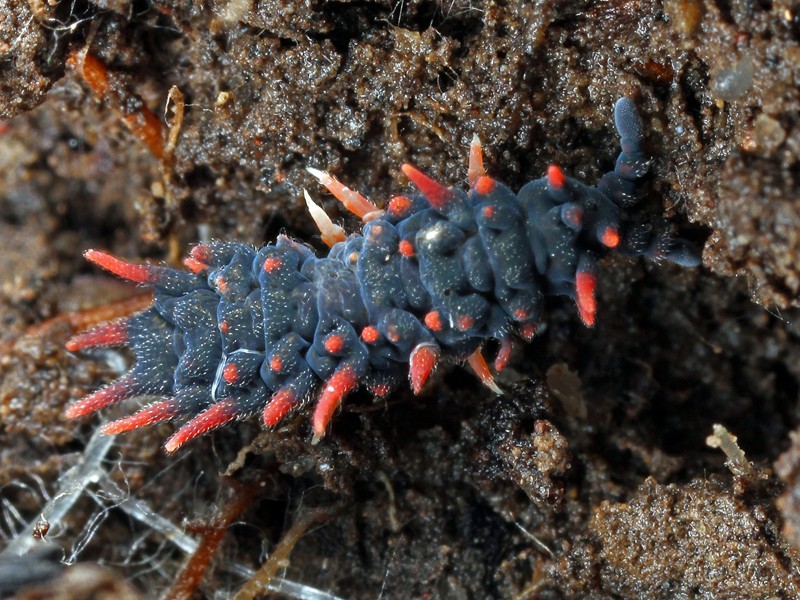 One of the stranger looking springtails, an Acanthanura sp..