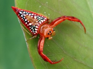 Arkys walckanieri is an ambush predatorthat waits for prey to get close enough tosnare with its heavily-spined legs.