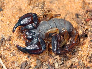Black Rock Scorpion, Urodacus manicatus, from Little Desert National Park in western Victoria.