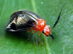 Calopsocus sp. from northern Queensland.