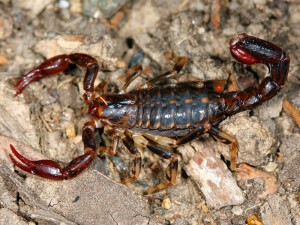 Cercophonius squama - Wood Scorpion - MtDndng010510 (7)