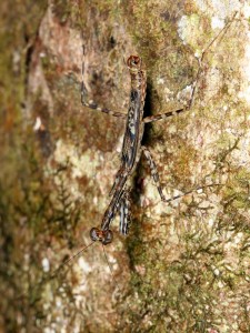 Ciulfina rentzi, an arboreal hunterfrom northern Queensland.