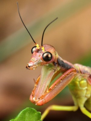 A Mantis Lacewing, Ditaxis meridiei, with raptorial front legs like its namesake, the Praying Mantis.