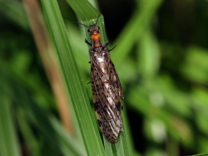 Dobsonfly, Archichauliodes sp., resting near a stream in Yarra Ranges National Park, Victoria.