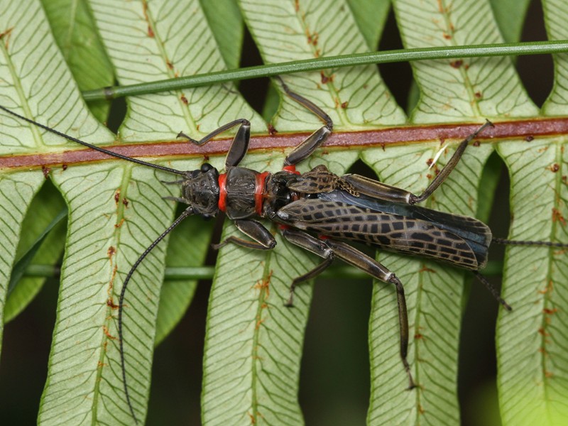 Eusthenia venosa, one of the larger and more conspicuous Stoneflies. This one has a damaged or deformed wing.