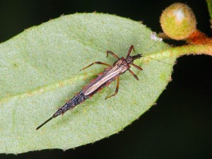 Giant Thrip, Mecynothrips_sp.