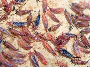 Giant Thrips, Mecynothrips sp.,at various stages of development.