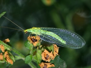 Golden-eyed Lacewing, Mallada traviatus,one of the most common species.