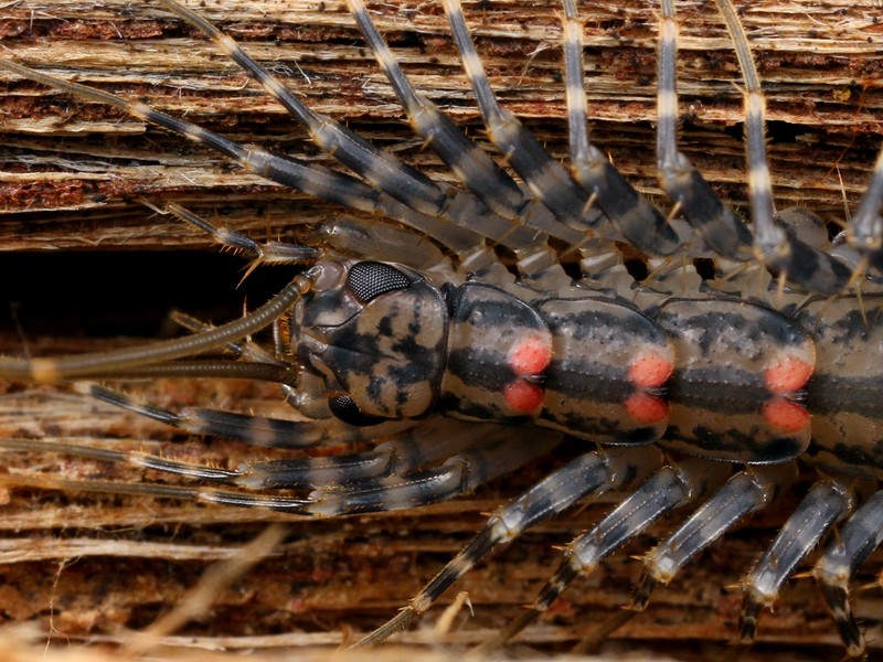 Allothereua maculata, a fast-moving predatory centipede.