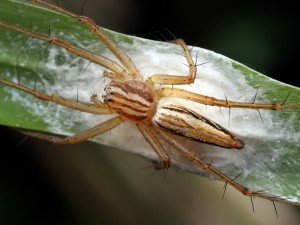 A female Lynx Spider, Oxyopes sp., stands guard over her clutch of eggs.