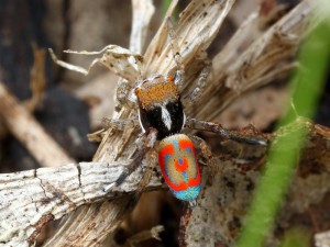 Maratus pavonis, a tiny species of jumping spider. The males of this genus are renowned for their bright colours and dazzling mating displays.
