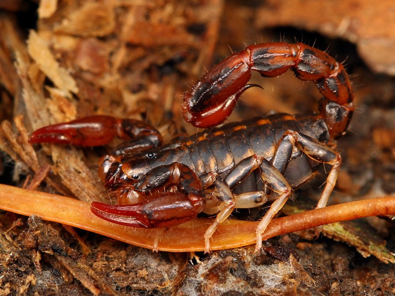 Marbled Scorpion, Lychas sp., a small species found in and around Melbourne, Victoria.
