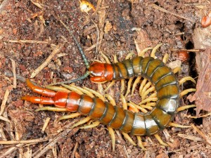 Orange-footed Centipede, Cormocephalus aurantipes.