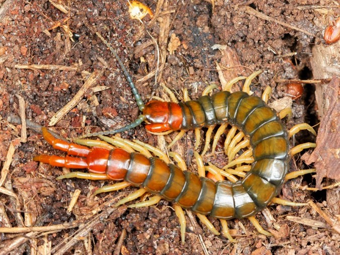 centipede and millipede pictures