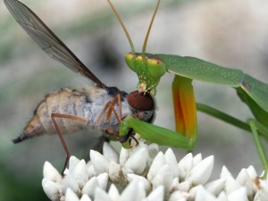 A Garden Mantid, Orthodera ministralis, has snared a fly in its raptorial front legs.