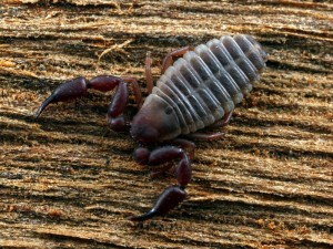 A Pseudoscorpion found hiding under tree bark.