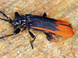 A beetle with a passenger. Note the Pseudoscorpion hitching a ride on the beetle's hind leg.