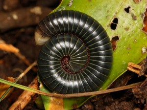 A rainforest millipede from Queensland.