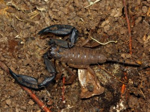 Rainforest Scorpion, Liocheles waigiensis, found in Mudlo National Park, southeast Queensland.