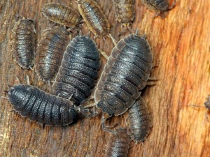 Rough Slaters, Porcellio scaber, are often found congregating under the bark of trees.