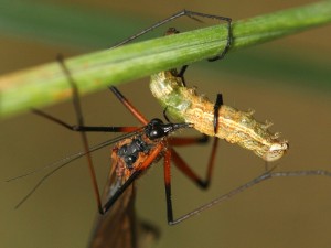 Harpobittacus sp. feeding on a caterpillar.