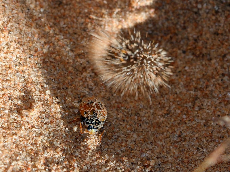 A ladybird has stumbled into an Antlion nymph's pit. The explosion of sand is caused by the Antlion flicking sand, which causes displacement and results in the ladybird sliding further down until it is within reach of the Antlion's large jaws.