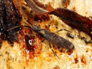 A springtail from the Arthropleona order, where most species are found.