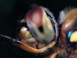 The large compound eye of aTau Emerald dragonfly, Hemicordulia tau.